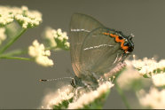 Schmetterling mit braunen Flügeln und auffälliger roter Zeichnung an der Flügelspitze