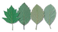 Vier unterschiedlich geformte grüne Blätter