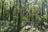 Blick in ein Stück strukturreichen Mittelwald mit alten grünen Eichen.