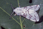 Weißer Schmetterling mit braunen Tupfen und weißen Büscheln am Kopf sitzt auf einem Blatt.