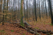 Liegendes und stehendes Buchentotholz in einem Buchenbestand