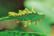 Grüne raupen fressen an einem Blatt