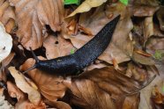 Schwarze Nacktschnecke auf altem Buchenlaub