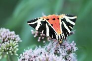 Ein Schmetterling saugt Nektar aus lila Blüten.