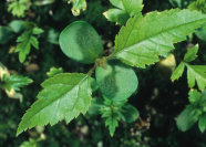 Das Bild zeigt einen Keimling mit zwei Paar unterschiedlichen grünen Blättern.