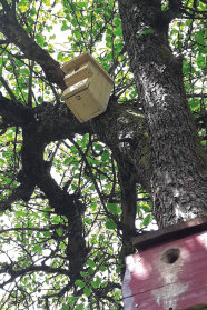 Zwei Nistkästen an einem Baum