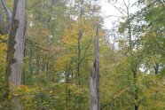 Stehende Totholzstämme in einem herbstlichen Laubwald