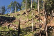 Totholz im Wald nach Windwurf