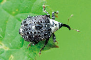 Kleiner, knubbeliger, grau-schwarzer Käfer mit langem Rüssel