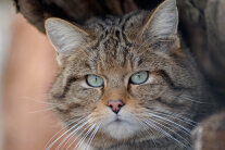 Braune Katze mit schwarzen Akzenten schaut direkt in die Kamera (© Rudolf Vornehm)