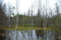 Moorbirken entlang eines Tümpels oder Moores