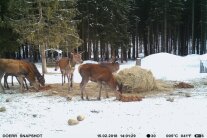 Rotwild ist an einer Winterfütterung und äst