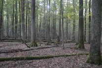 Laubwald mit liegendem Totholz