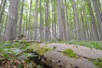 Liegender mit Moos bewachsener Totholzstamm in einem Laubwald
