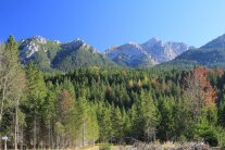 Alpenpanorama mit buntem Wald im Vordergrund.