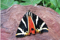 Schmetterling mit Schwarzen und weißen Streifen.