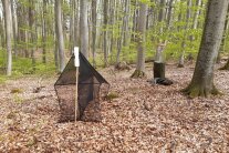 In einem Buchenwald stehen nebeneinander zwei Fallen, zum Einfangen von Insekten