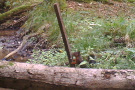 Eichhörnchen schnuppert an einem Holzstock