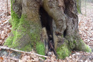 Große Mulmhöhle am Stammfuß eines alten Laubbaumes.