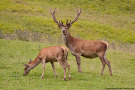 Hirsch steht mit Alttier auf einer Wiese.