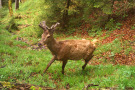 Junger Hirsch mit noch schiebendem Geweih im Frühlingswald.