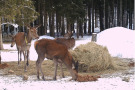 Rotwild frisst an Winterfütterung.