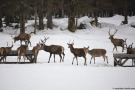 Rotwildrudel äst an Winterfuetterung.