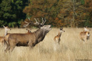 Rotwildrudel steht zur Brunft auf Herbstwiese.