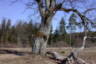 Alter absterbender Laubbaum steht vor Wald.