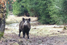 Wildschwein (Foto: Christof Janko)