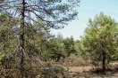 Lichter Kiefern-Trockenwald-Bestand bei Ascholding.