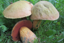 Drei rotbraune Pilze stehen auf einer Wiese.