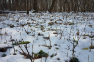 Es liegt Schnee, und in etwa Kniehöhe stehen junge, verbissene Laubbäumchen