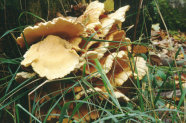 Gelblicher Pilz