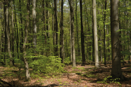 Ein Wald bestehend aus jungen Buchen