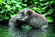 Zwei Biber in seichtem Wasser.