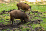 Zwei brechende Wildschweine (Foto: simank/fotolia.com)