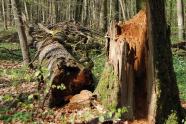 Liegendes und stehendes Totholz in einem Buchenbestand