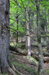 Mischwald am Hang mit liegendem Totholz