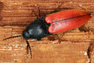 Käfer mit schwarzem Kopf und rotem Körper