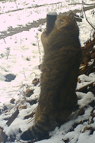 Eine braune Katze reibt sich an einem Stab im Winter