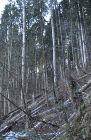 Nadelholzbestand am Hang mit Windwurf