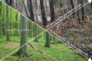 Collage: oben rechts mooriger Wald, unten links grüner Wald; dabei zwei Pfeile von links oben nach rechts unten sowie von links unten nach rechts oben