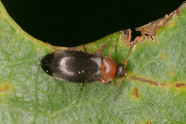 Dunkelbrauner Käfer mit hellbraunem Hals auf einem Blatt.