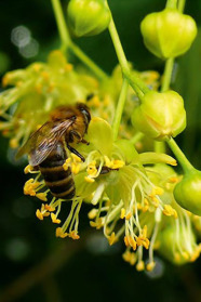 Biene an gelben Blüten