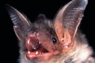 Kopf einer Fledermaus