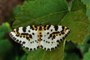Weißer Schmetterling mit schwarz-gelber Zeichnung auf Blatt.