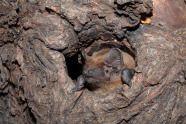 Abendsegler schaut aus Baumhöhle.