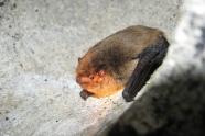 Fledermaus