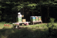 Imker mit Bienenkästen